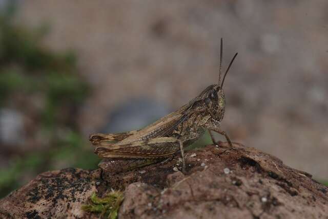 Chorthippus (Glyptobothrus) apricarius (Linnaeus 1758) resmi