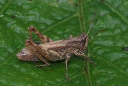 Image of upland field grasshopper