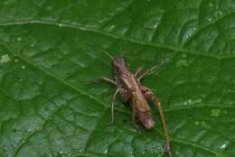 Image of upland field grasshopper