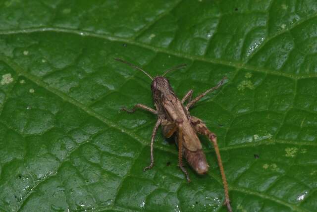 Chorthippus (Glyptobothrus) apricarius (Linnaeus 1758) resmi