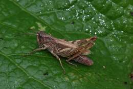 Image of upland field grasshopper