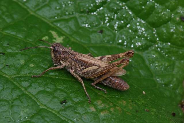 Image of upland field grasshopper