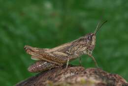 Image of upland field grasshopper