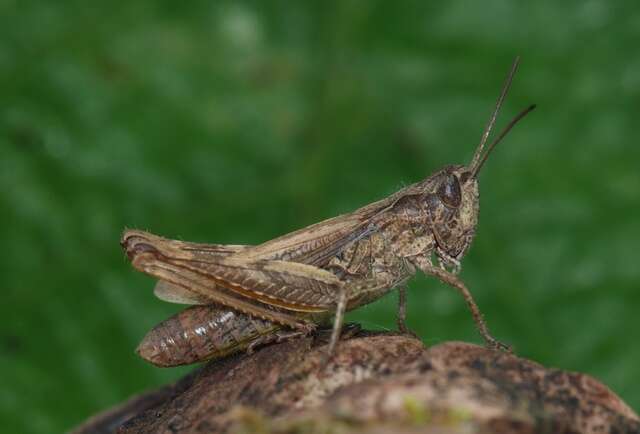 Chorthippus (Glyptobothrus) apricarius (Linnaeus 1758) resmi