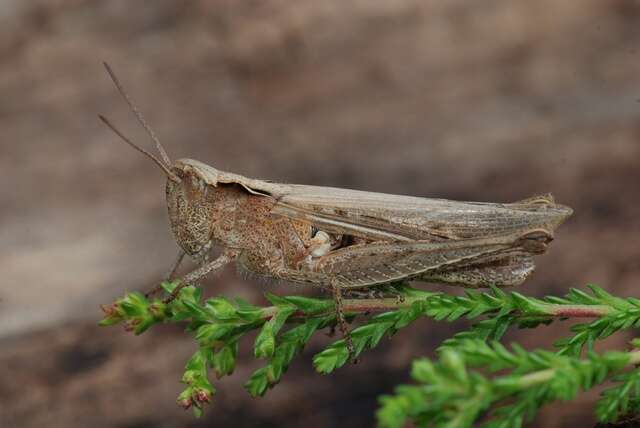 Chorthippus (Glyptobothrus) brunneus (Thunberg 1815)的圖片