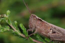 Chorthippus (Glyptobothrus) brunneus (Thunberg 1815)的圖片