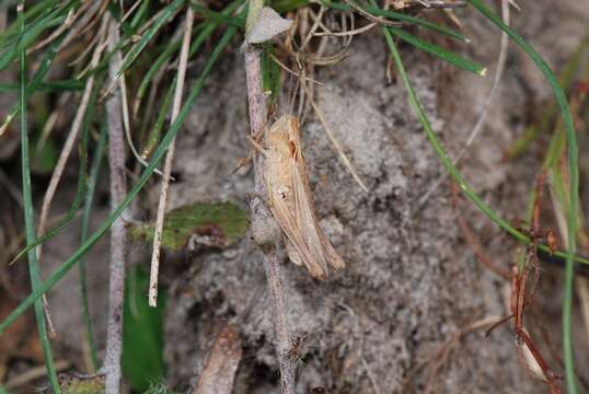 Image of Common Field Grasshopper