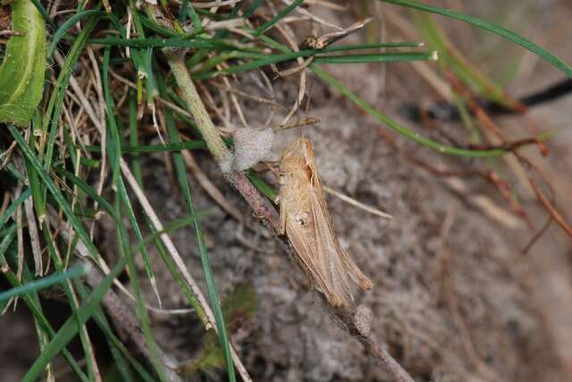 Chorthippus (Glyptobothrus) brunneus (Thunberg 1815)的圖片