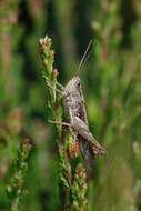 Chorthippus (Glyptobothrus) brunneus (Thunberg 1815)的圖片