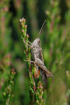 Image of Common Field Grasshopper