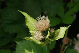 Image of thistle