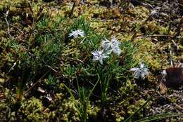 Dianthus arenarius L.的圖片