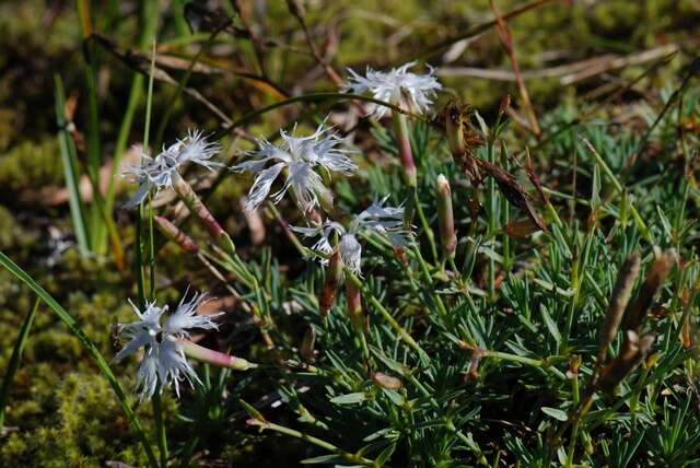 Dianthus arenarius L.的圖片