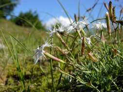 صورة Dianthus arenarius L.