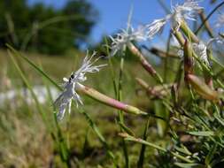 Dianthus arenarius L.的圖片