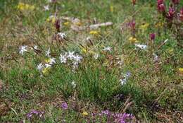 Dianthus arenarius L.的圖片