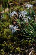 صورة Dianthus arenarius L.