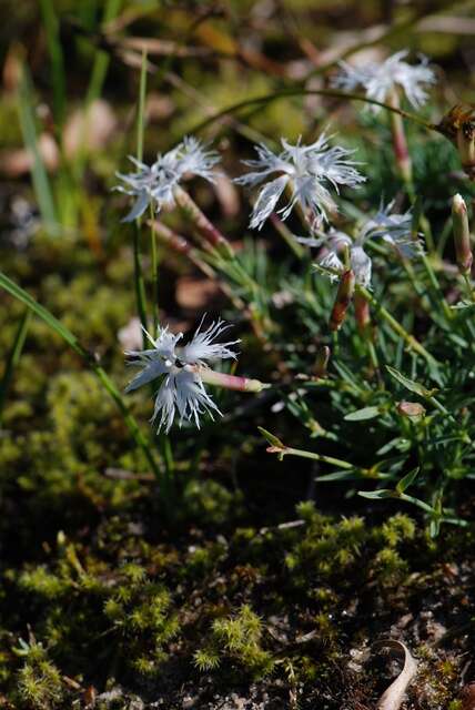 Dianthus arenarius L.的圖片