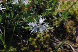 صورة Dianthus arenarius L.