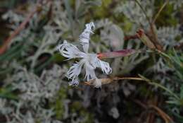 Dianthus arenarius L.的圖片