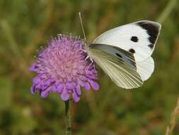 Image of Garden Whites