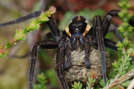 Dolomedes resmi