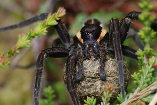 Plancia ëd Dolomedes