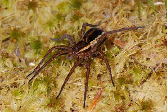 Plancia ëd Dolomedes