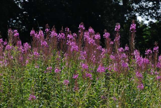 Imagem de Epilobium angustifolium L.