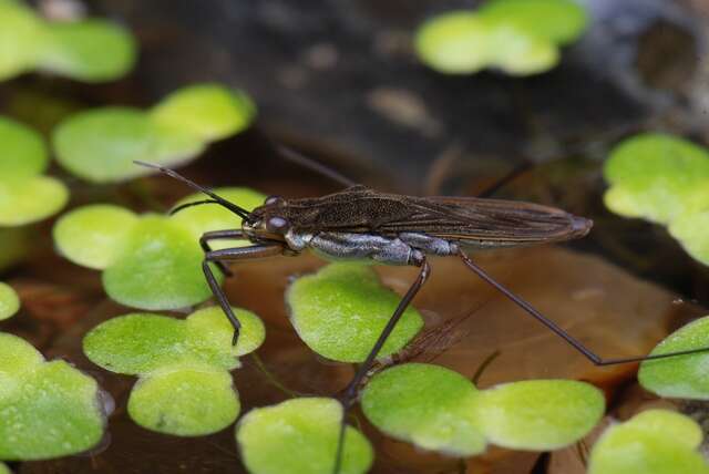 Image of Pond Skate