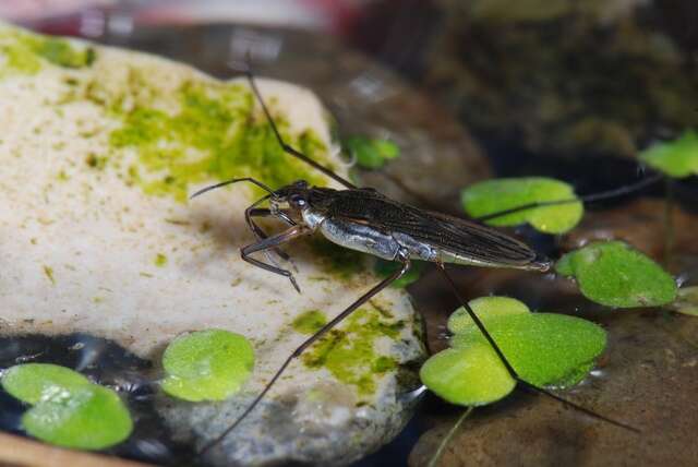 Image of Pond Skate