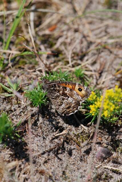 Image of Grayling