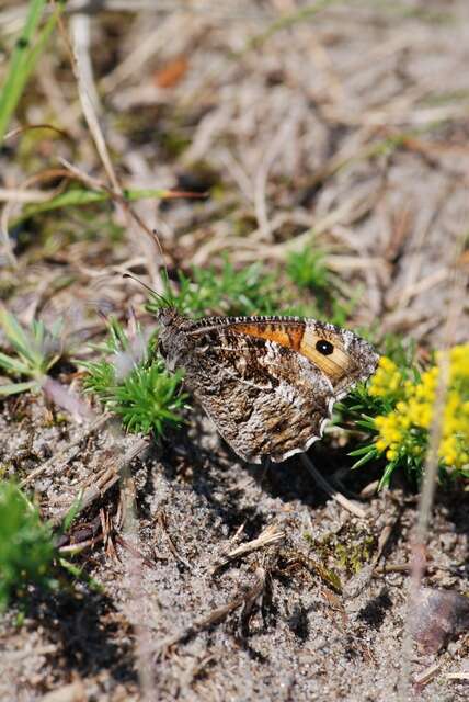 Image of Grayling