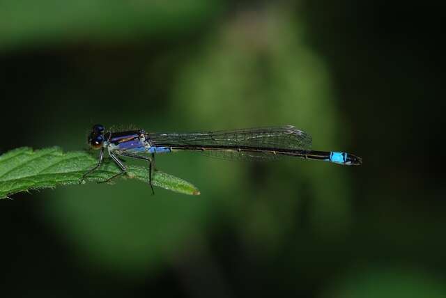 Image of forktail