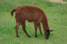 Image of Llamas and Guanacos