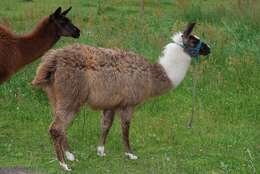 Image of Llamas and Guanacos