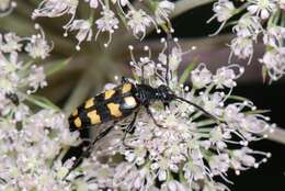 Image of Leptura