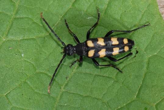 Image of Leptura