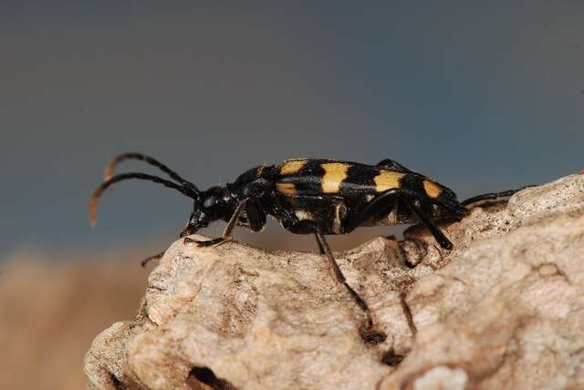 Image of Leptura