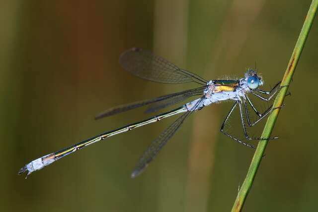 Image of spreadwings