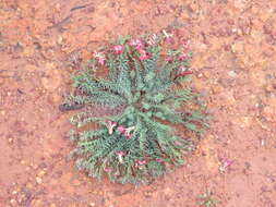 Image of Wreath Flower