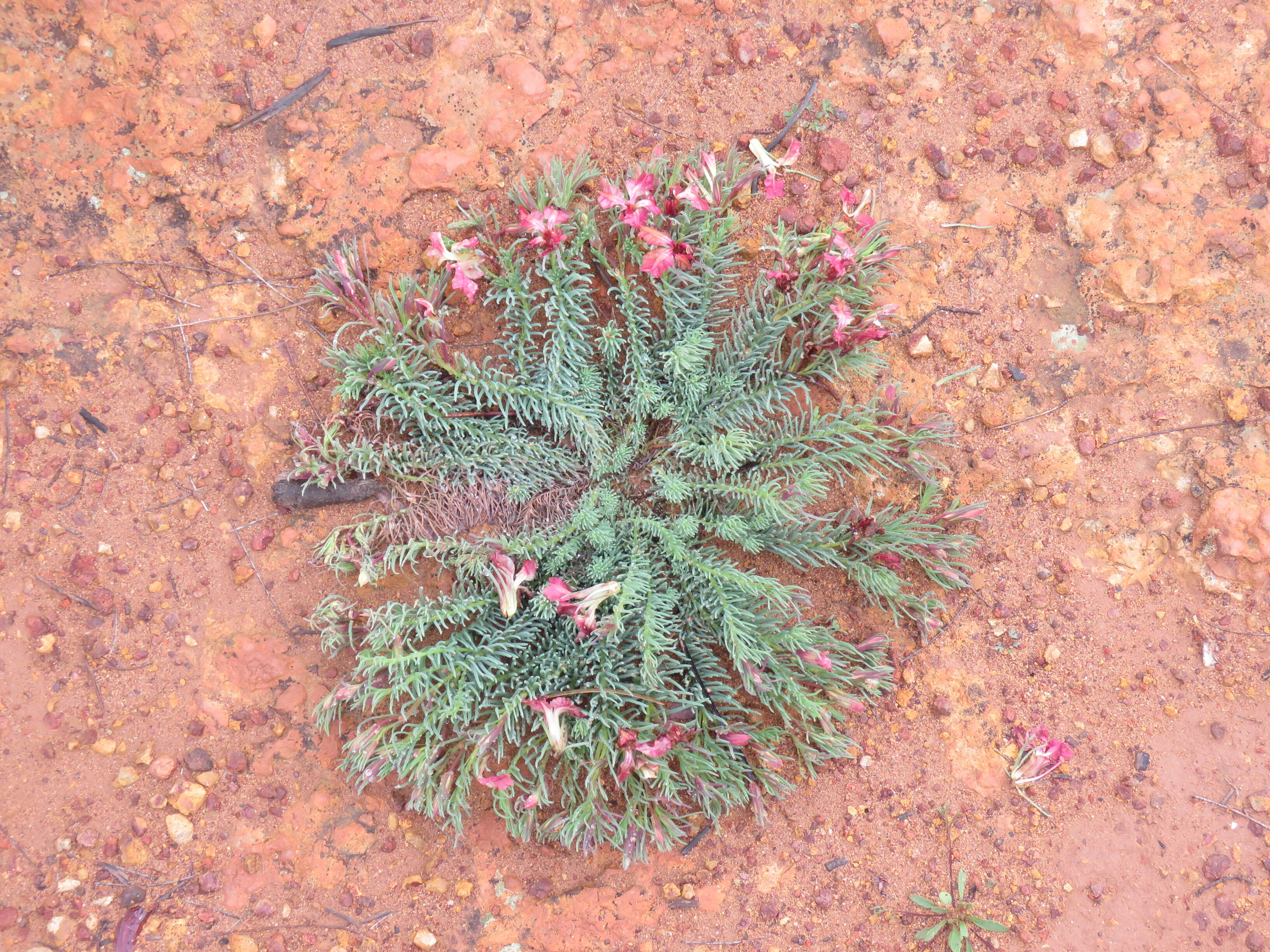 Image of Wreath Flower