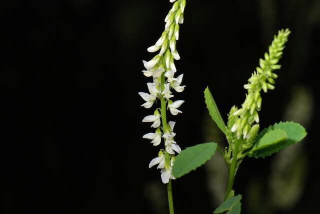 Image of Sweet Clover