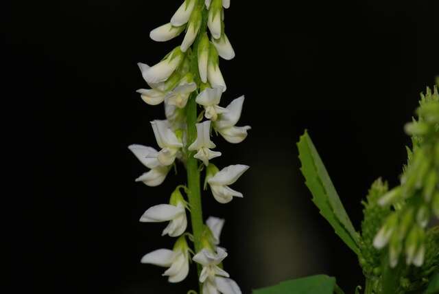 Image of Sweet Clover