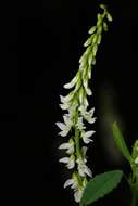 Image of Sweet Clover