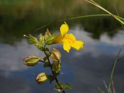 Image of <i>Mimulus guttatus</i>