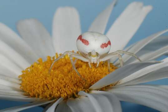 Image of Flower Crab Spiders