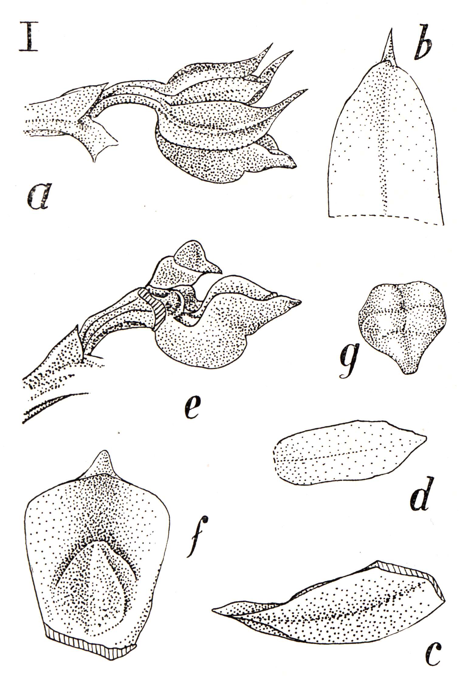 Image of Adenoncos