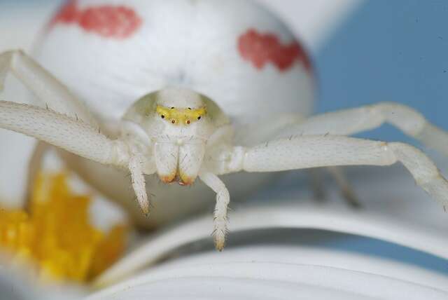 Image of Flower Crab Spiders