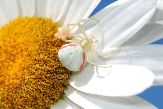 Image of Flower Crab Spiders